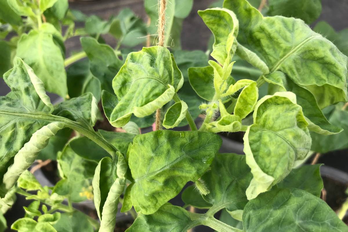 Tomato Diseases A Visual Guide to Discoloured and Distorted Leaves